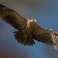 Photo of The International Centre for Birds of Prey